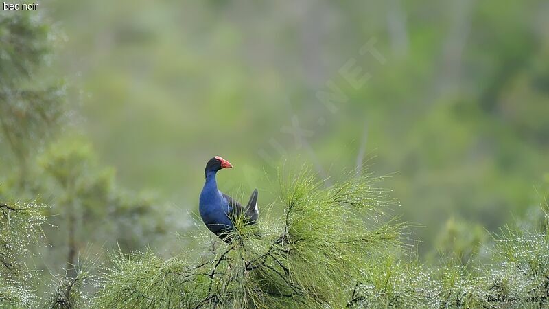 Australasian Swamphen