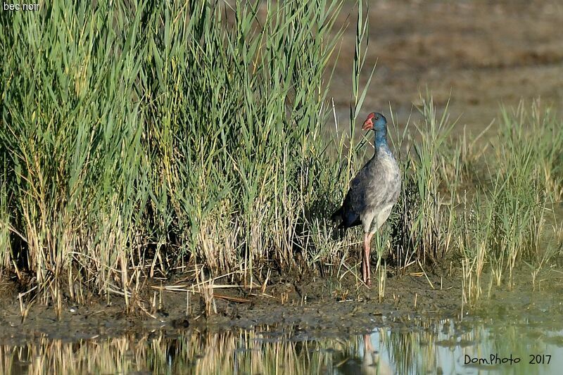 Western Swamphen