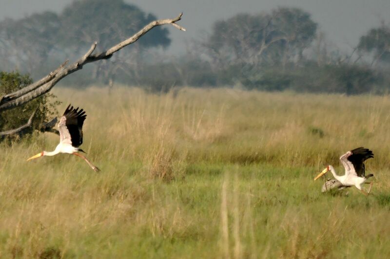 Yellow-billed Stork