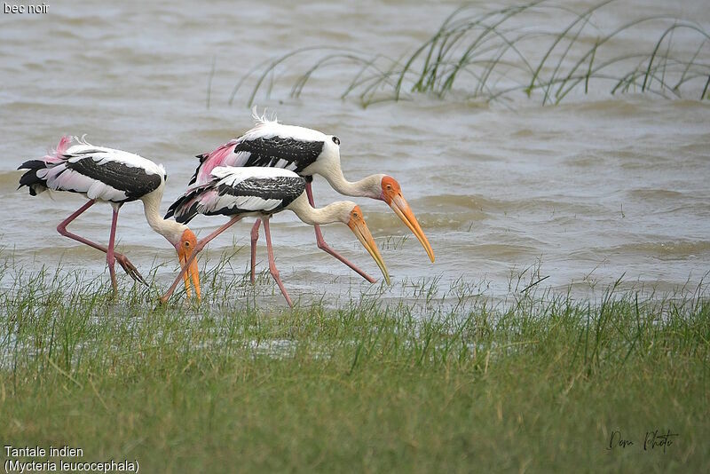 Painted Stork