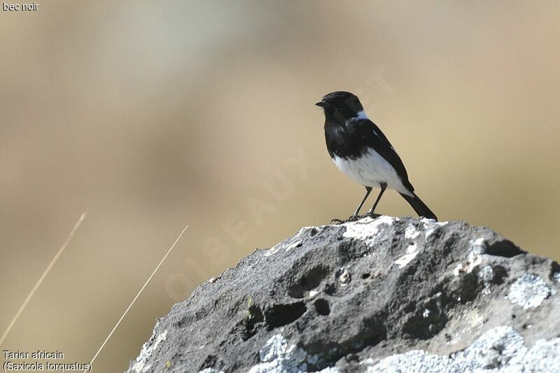 African Stonechat male adult