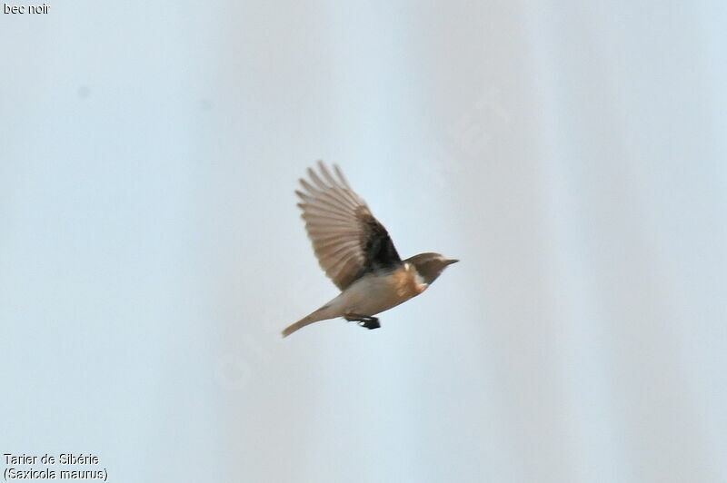 Siberian Stonechat