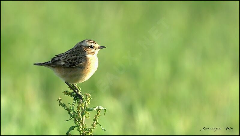 Whinchat female