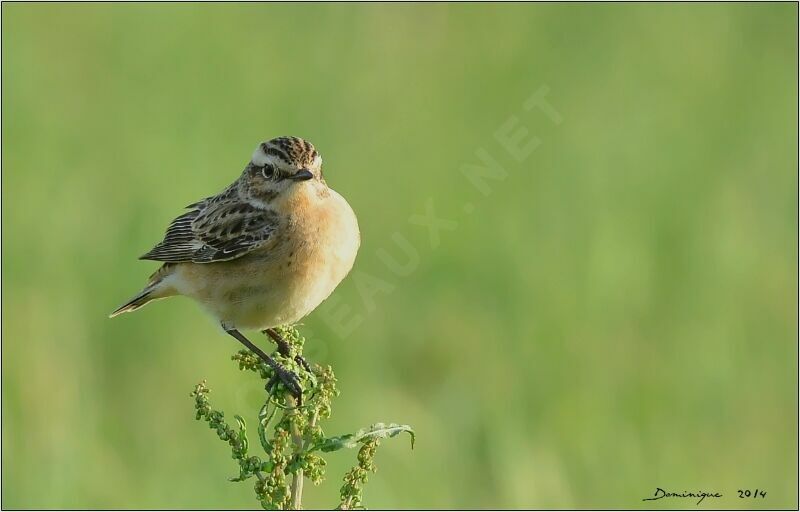 Whinchat female