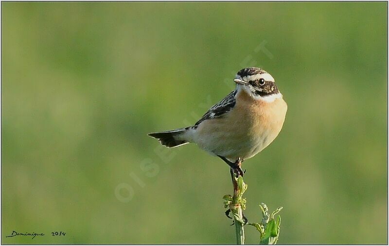 Whinchat male