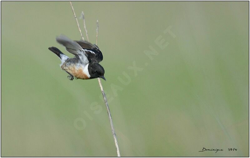 European Stonechat male