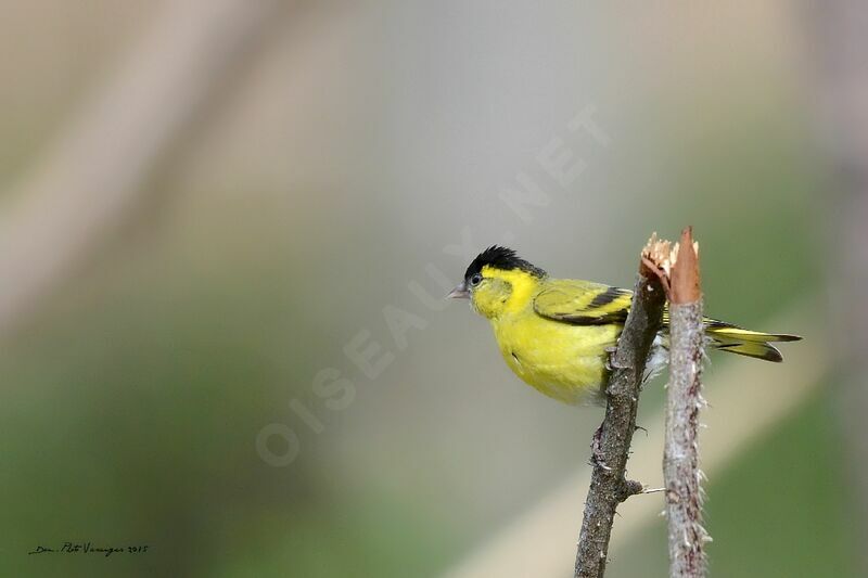 Eurasian Siskin