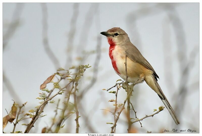 Rosy-patched Bushshrike