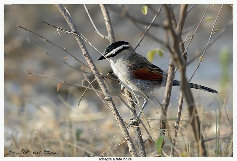 Black-crowned Tchagra