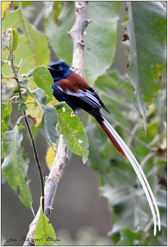 African Paradise Flycatcher