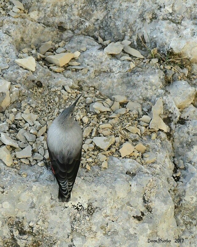 Wallcreeper