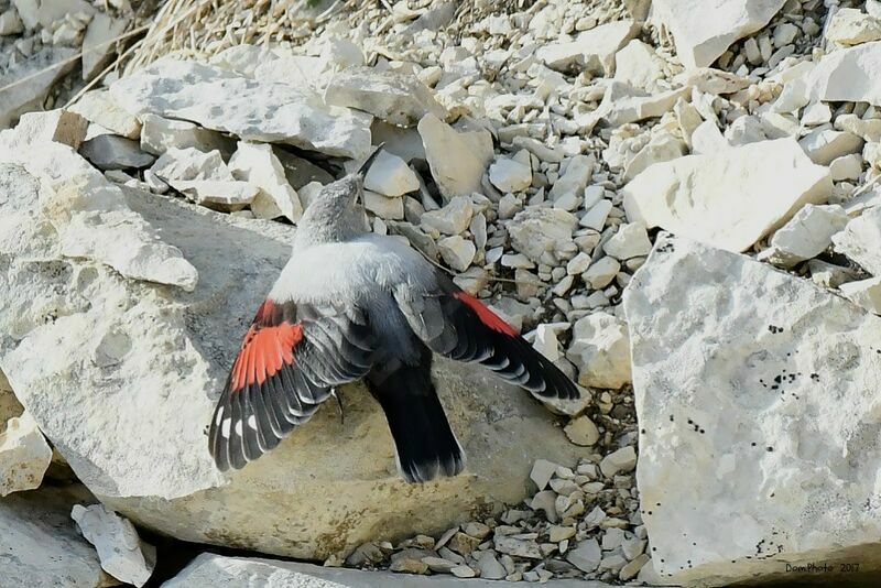 Wallcreeper