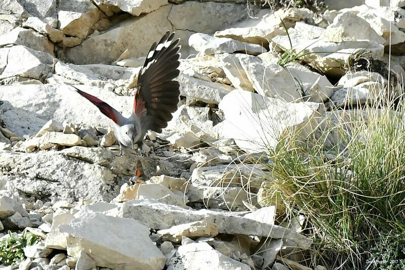 Wallcreeper