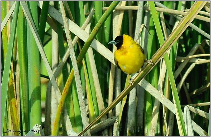 Black-headed Weaver