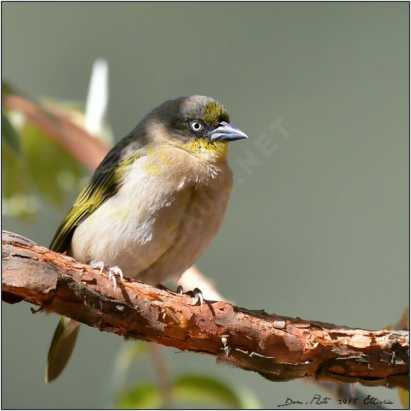 Baglafecht Weaver