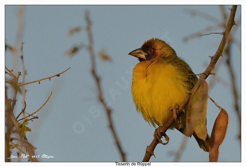 Rüppell's Weaver