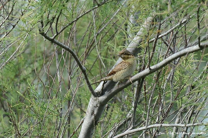 Eurasian Wryneck