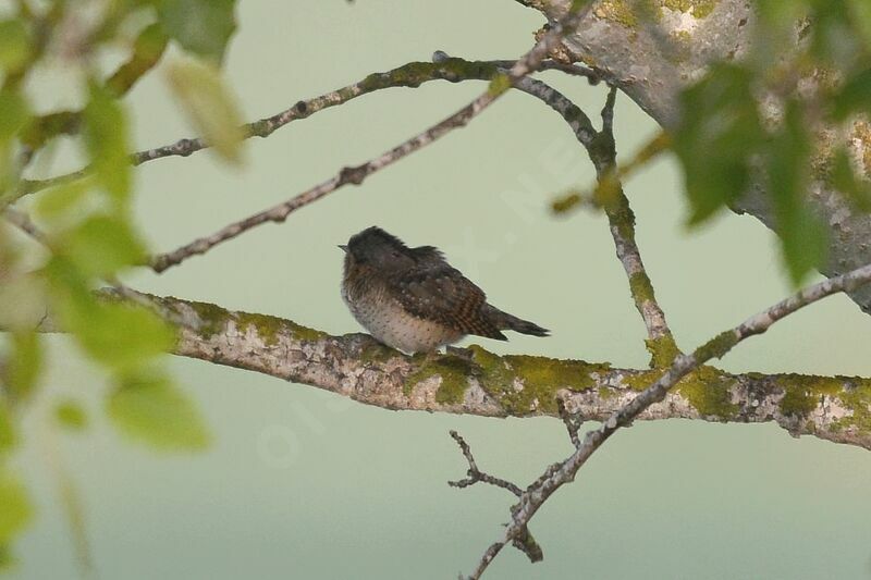 Eurasian Wryneck