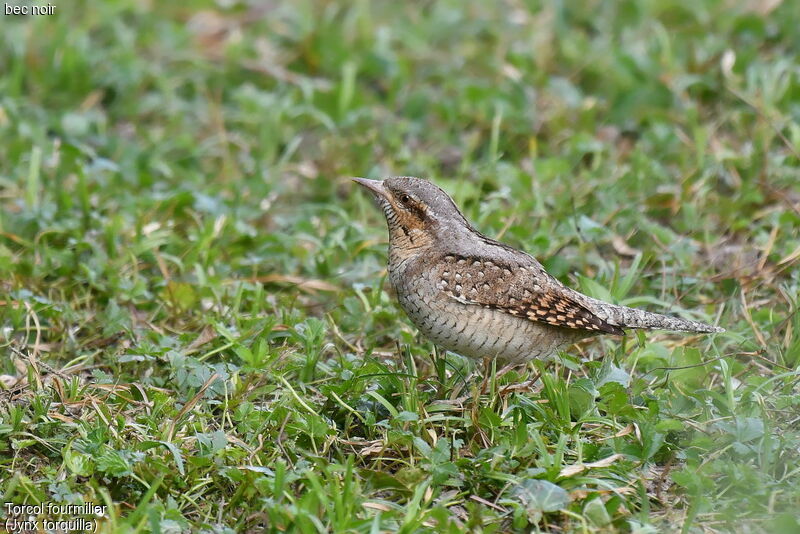 Eurasian Wryneck