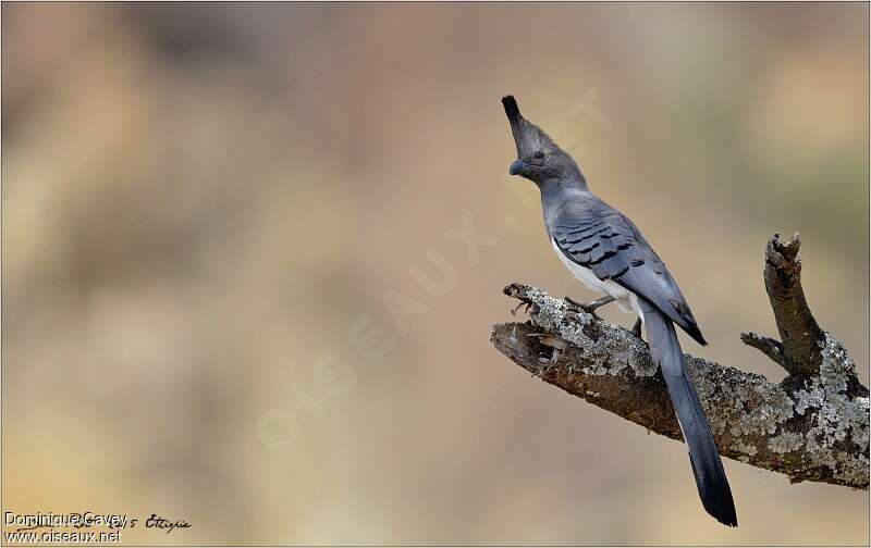 White-bellied Go-away-bird male adult, identification