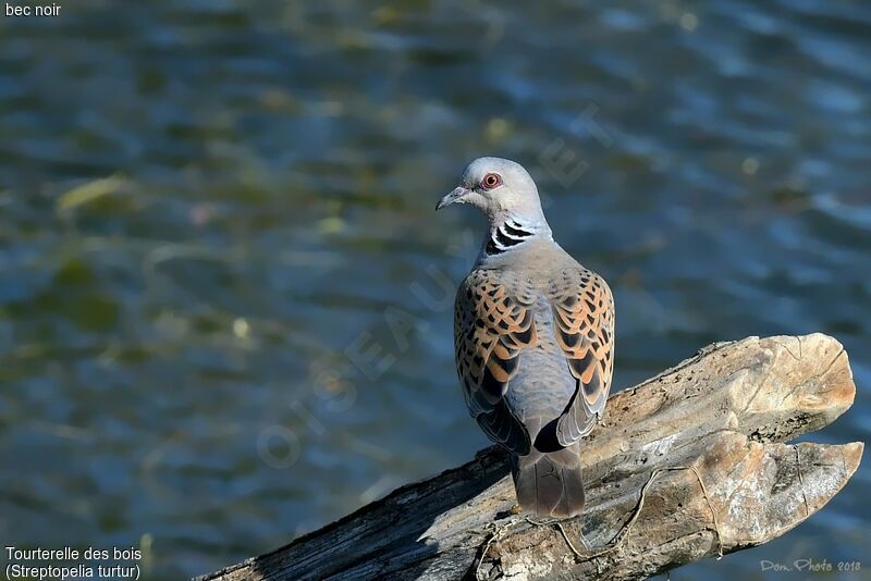 European Turtle Dove