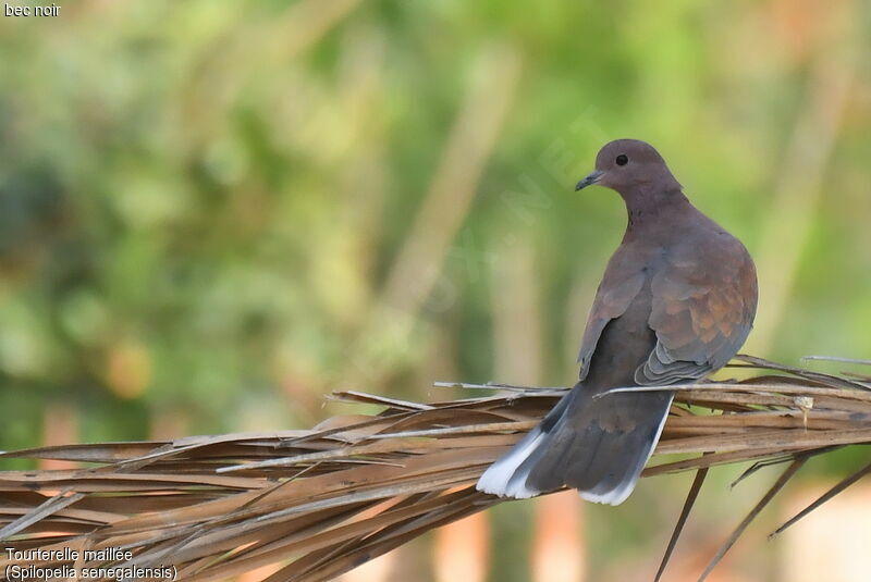 Laughing Dove