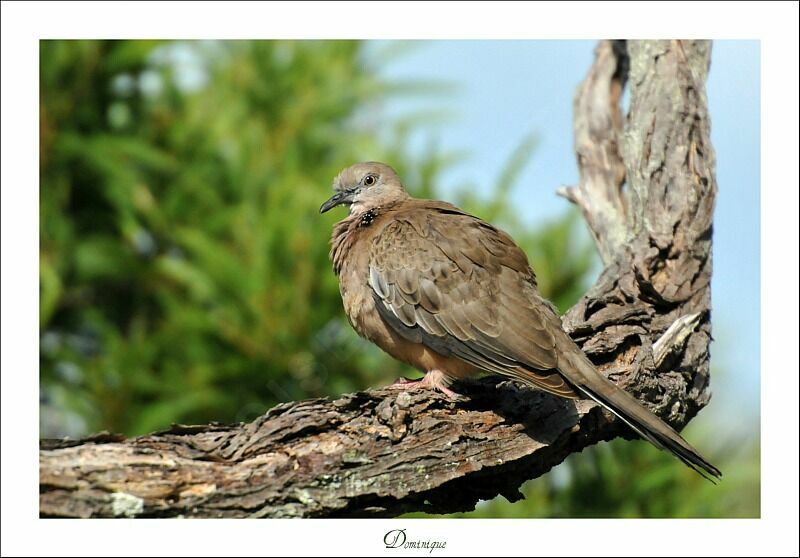 Spotted Dove