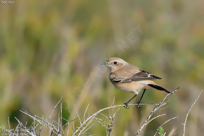 Desert Wheatear