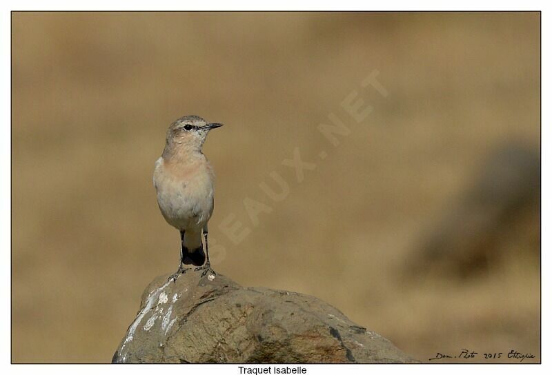 Isabelline Wheatear