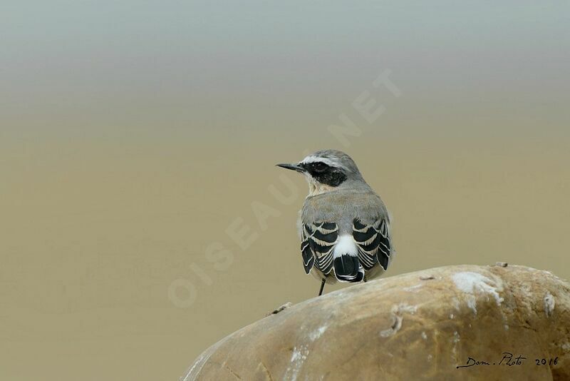 Northern Wheatear