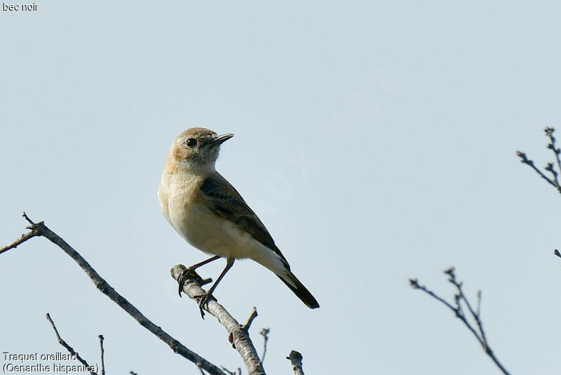 Western Black-eared Wheatear female adult