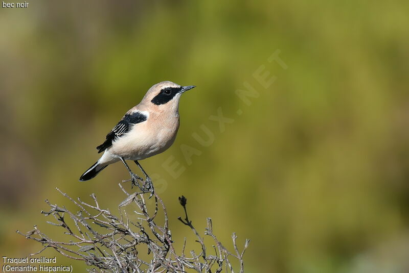 Western Black-eared Wheatear