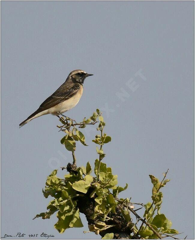 Pied Wheatear