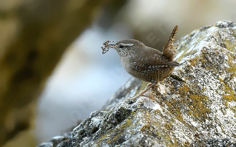 Troglodyte mignon