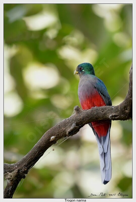 Narina Trogon