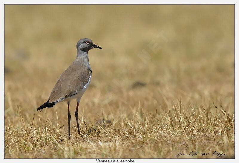 Black-winged Lapwing