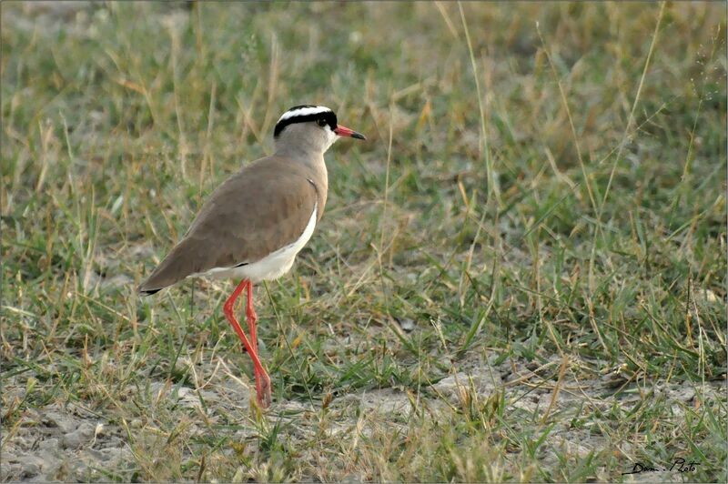 Crowned Lapwing