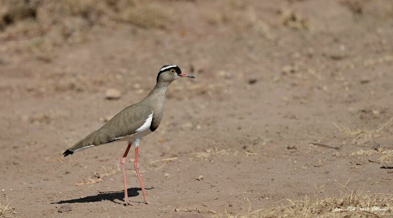 Crowned Lapwing