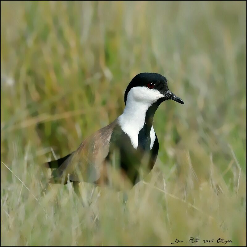 Spur-winged Lapwing