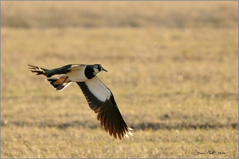 Northern Lapwing