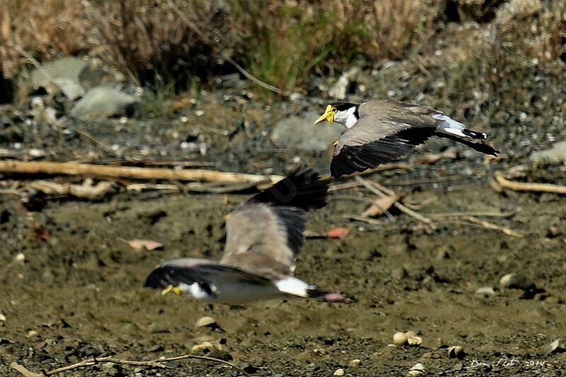 Masked Lapwing