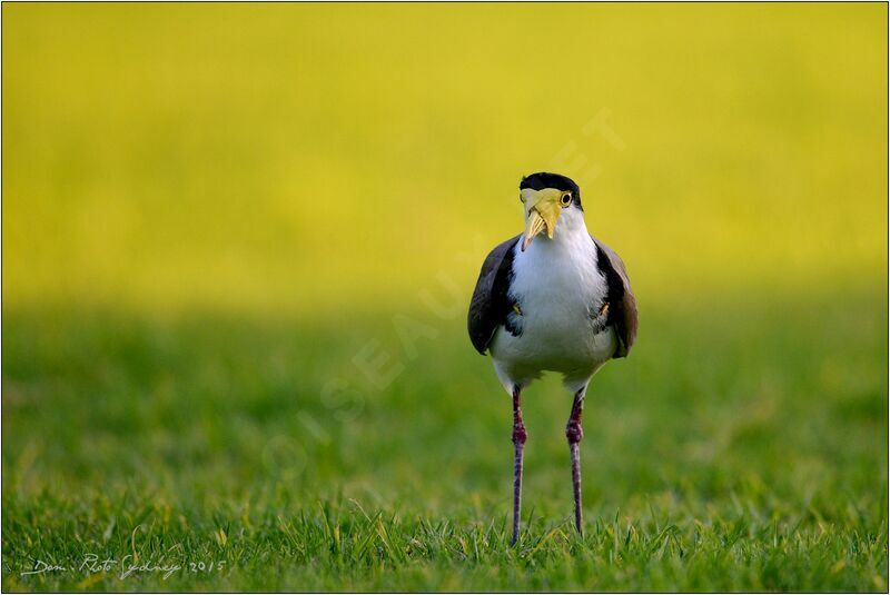 Masked Lapwing