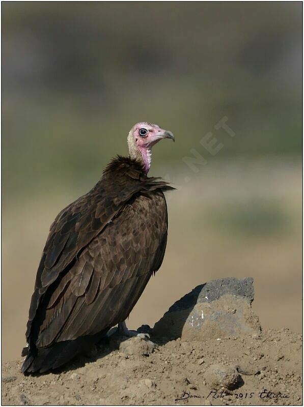 Hooded Vulture