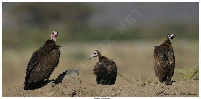 Hooded Vulture