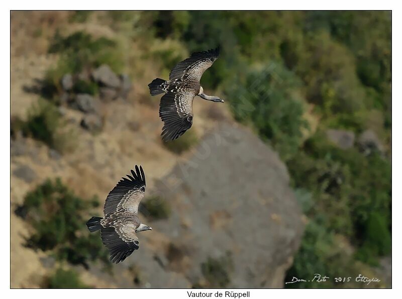 Rüppell's Vulture