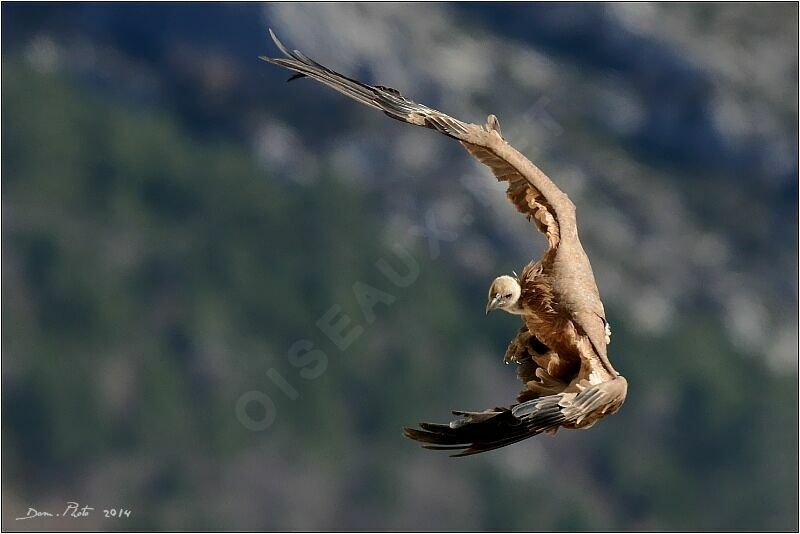 Vautour fauve