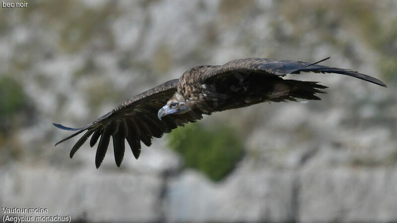 Cinereous Vulture