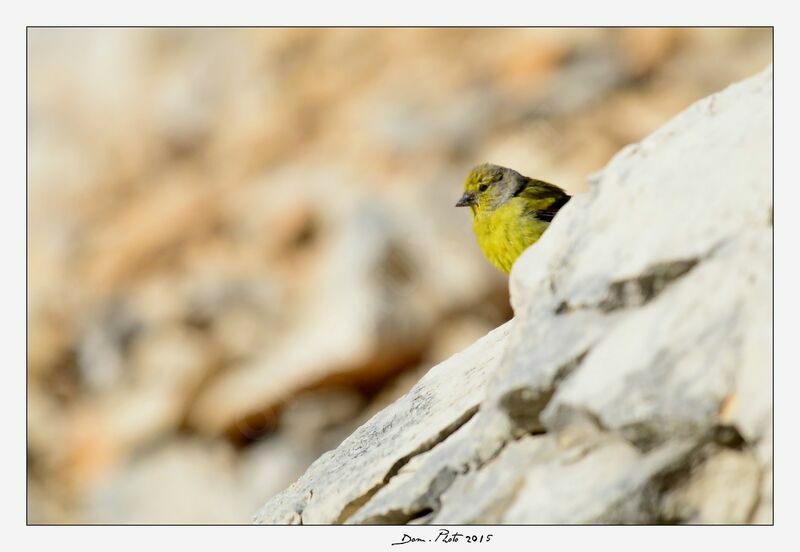 Venturon montagnard