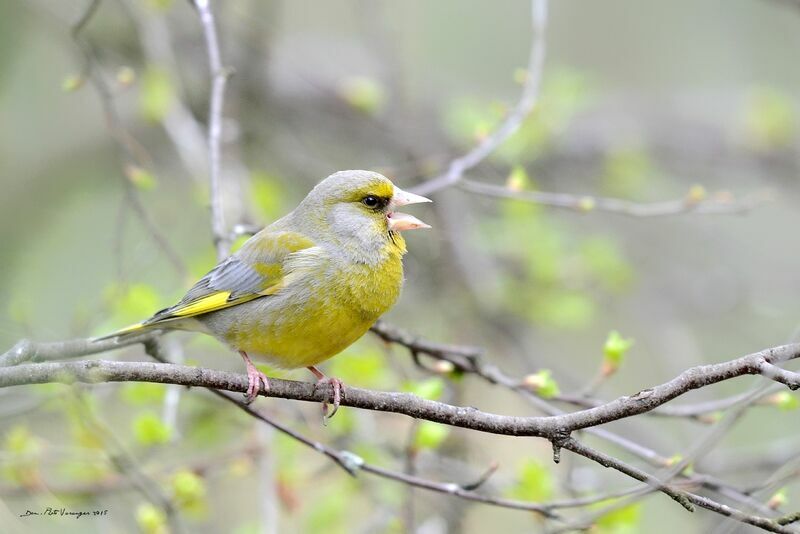 European Greenfinch