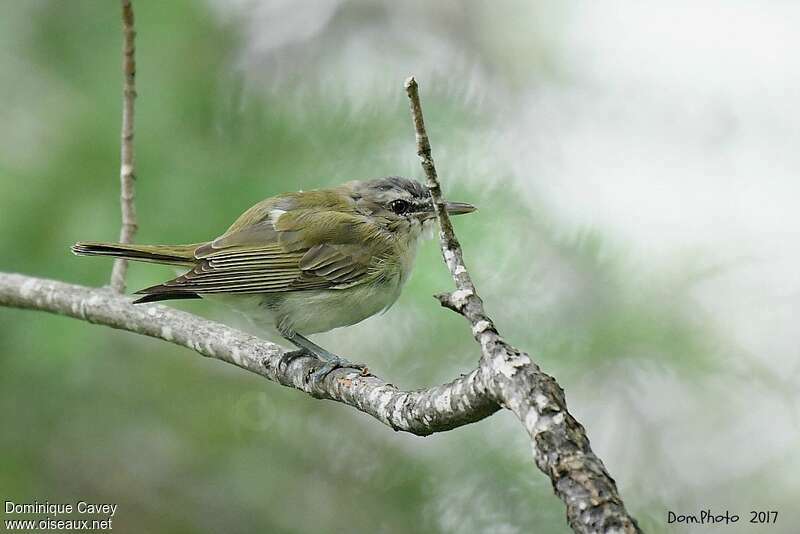 Red-eyed VireoFirst year, identification